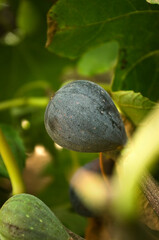 Ripe fig hanging on the fig tree ready for picking