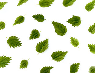 Flat lay composition with leaves of young nettle on white background.