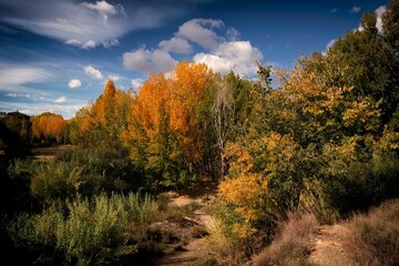 Orange autumn in the forest. Natural landscape with clouds and trees
