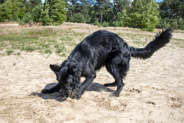 Fototapeta premium Zand verplaatsen