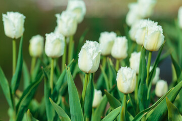 Spring background with white tulips flowers. beautiful blossom tulips field. spring time. banner, copy space