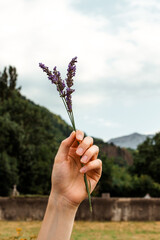 A branch of lavender in a woman's hand against the background of a landscape