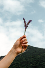 A branch of lavender in a woman's hand against the background of a landscape