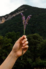 A branch of lavender in a woman's hand against the background of a landscape