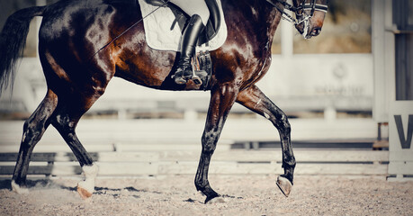 Equestrian sport. The legs of a dressage horse running at a trot. The leg of the rider in the stirrup, riding on a red horse.