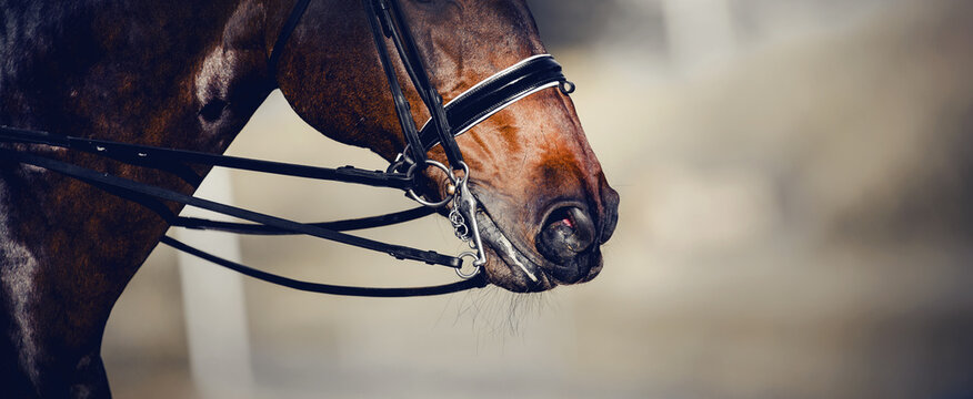 250,544 BEST Horsemen IMAGES, STOCK PHOTOS & VECTORS | Adobe Stock