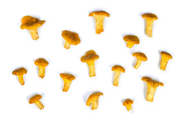 Raw fresh chanterelles mushrooms ( Cantharellus cibarius ) on a white background. Wild organic edible mushrooms. Top view, flat lay