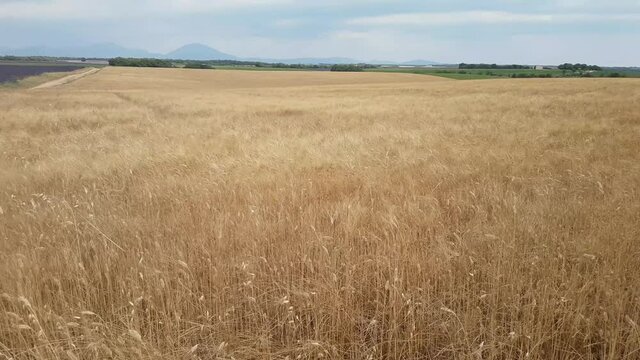 du vent dans le bl&eacute; en &eacute;t&eacute; 