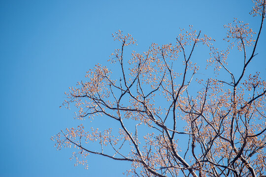 Semillas del &aacute;rbolpara&iacute;so.