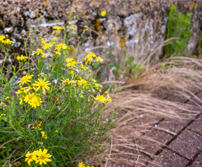 Close and selective focus on yellow wild flowers growing next to a concrete wall