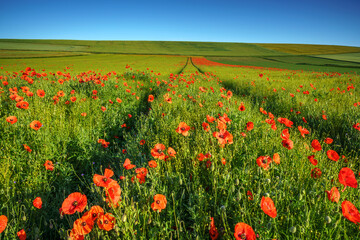 Paysage campagne 991