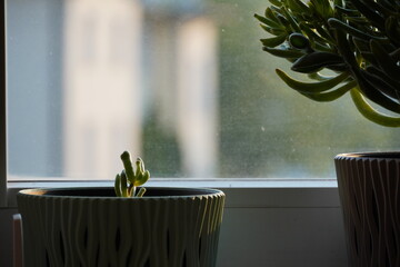 Small Crassula Hobbit
