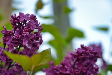 Beautiful blooming purple lilac closeup in spring with a green background