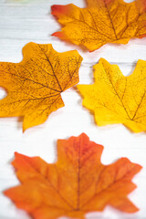 Background group of colorful autumn orange maple leaves on white wooden background with defocuse, beautiful nature background fall season retro modern background