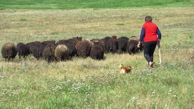 A shepherd with a dog grazing a flock of sheep on a summer day. Grazing in the fresh air in an ecologically clean area. Private farm for the production of sheep wool and meat.