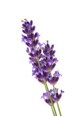 Bouguet of violet lavender flowers.