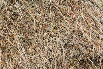Dry grass, haymaking. Agriculture, milk production. Eco-product.