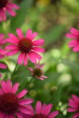 Obraz premium Pink echinacea flowers, bokeh garden background, floral background with green space for text, floral frame. 