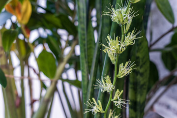 White inflorescences of the houseplant Sansevieria, selective focus.