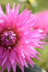 Dahlia pink flower closeup.