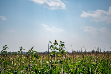 herbicide resistant weeds against the skyline above a field of tasseled corn