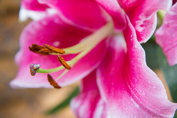 Pink lily (Lilium) flower blooming in close up   © teine