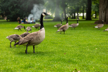 Naklejka na ściany i meble A Goose together with a group of geese walking in Valkenburg park in Breda city centre, The Netherlands, while eating the green grass from the field and being surrounded by trees
