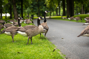Big group of Canadian geese walking in Valkenburg park in Breda city centre, The Netherlands, while eating green grass from the field while being surrounded by trees and greenery