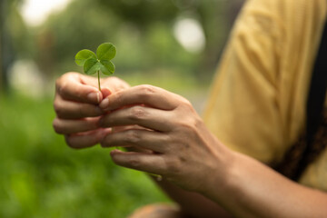 Holding a lucky four leaf clover, good luck shamrock, or lucky charm found in a grass field...