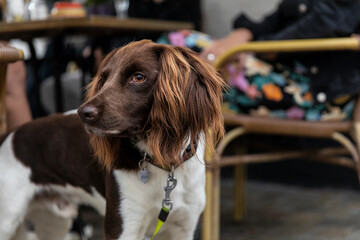 Drentse Patrijs or Dutch Partridge dog with a brown and white coat sitting next to his owners on a terrace while being on a leash in The Netherlands