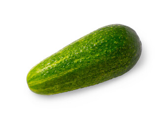 Cucumber green pimply isolated on a white background.Fresh bright vegetable on a white background.
