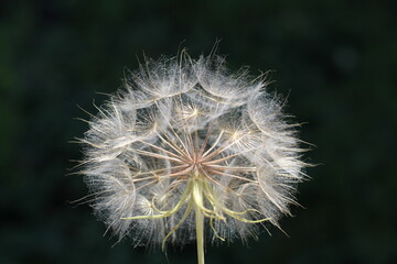 big white dandelion and green grass in the garden.