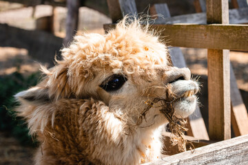 portrait of an alpaca animal on the face of the grass