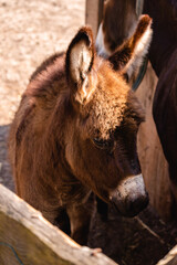 Fototapeta premium little cute brown baby donkey 