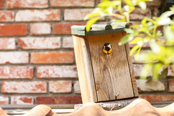 Great tit small bird flying out of a wooden birdhouse standing in front of a wall on the outside of a house surrounded by trees in a rural area in the Netherlands during spring, breeding season