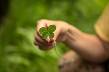 Hand holding a lucky four leaf clover, good luck shamrock, or lucky charm found in a grass field...