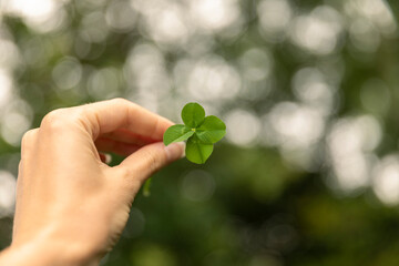 Fototapeta na wymiar Woman's hand holding a lucky four leaf clover, good luck shamrock, or lucky charm found in a grass field surrounded by greenery and being picked by a woman showing her rare finding. Blurry background