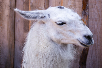 portrait of an animal llama