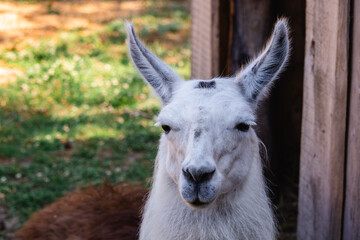 portrait of an animal llama