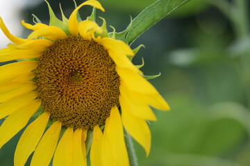 Sunflower closeup on bokeh background.