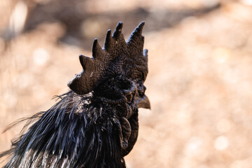 this rooster is all black