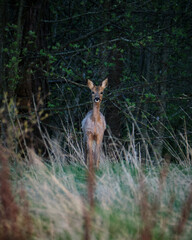 deer in the forest