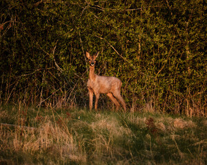 deer in the woods