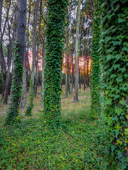 path in the woods