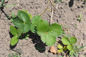 Strawberry Plant