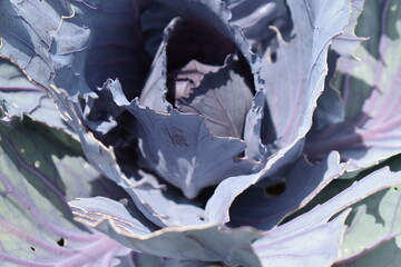 Cabbage Plant