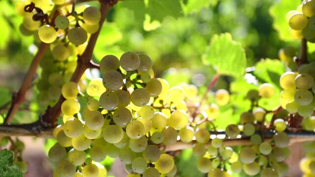 Organic Ripe Riesling Grape in Winery Vineyard