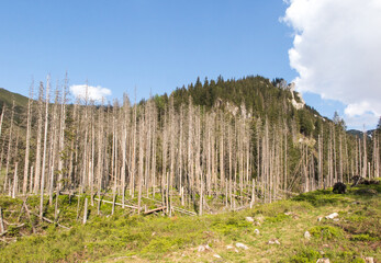 Fototapeta premium Ecological damage, in the lower parts of the Tatra Mountains