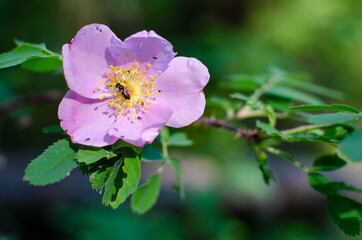 Wild prairie rose with insects collecting pollen