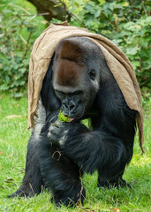 ZOO Leipzig - Gorilla
